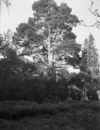 THROUGH WINDSCREEN WOODLAND TREES